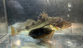 Sea Robin