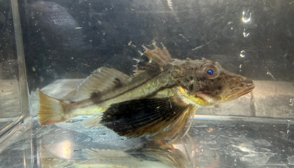 Sea Robin
