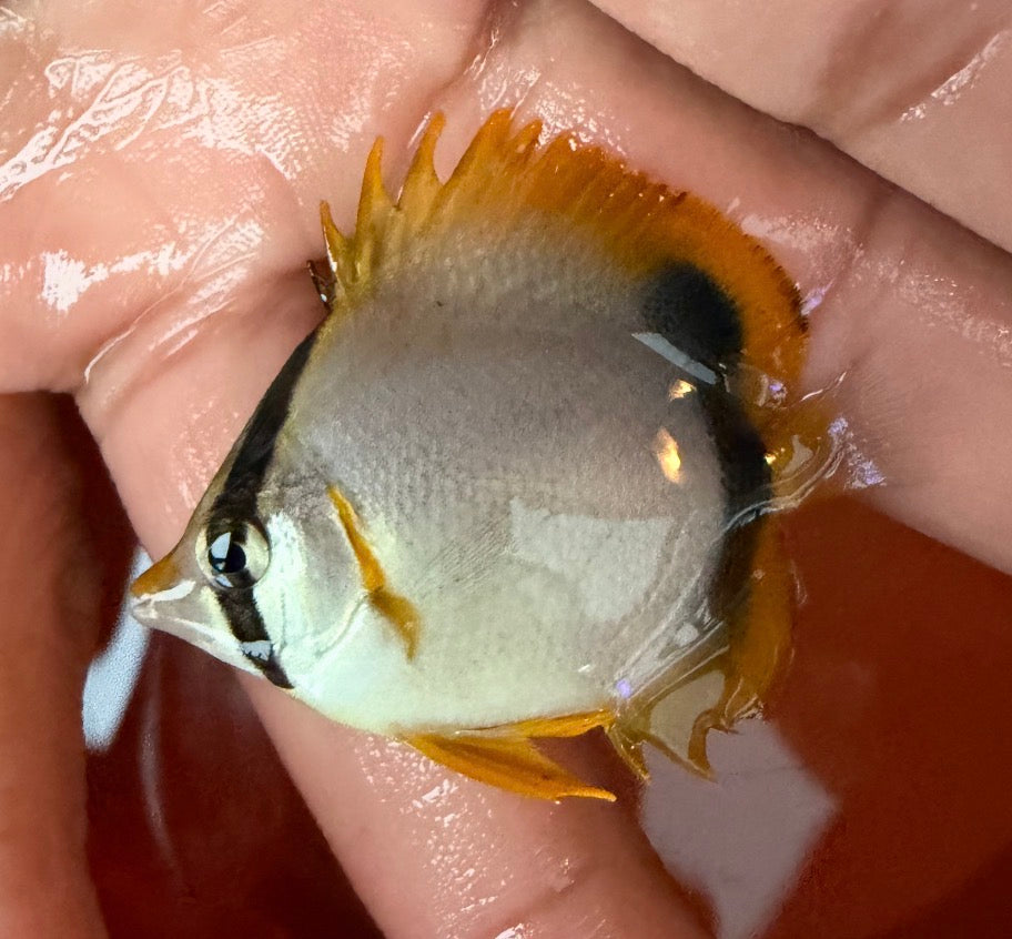 Spotfin Butterflyfish