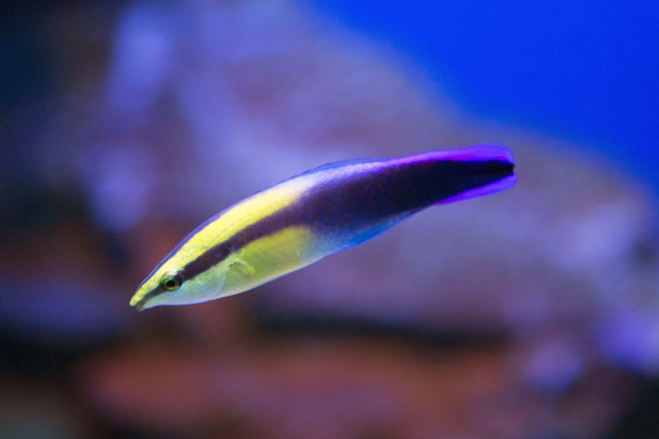 Golden head cleaner wrasse