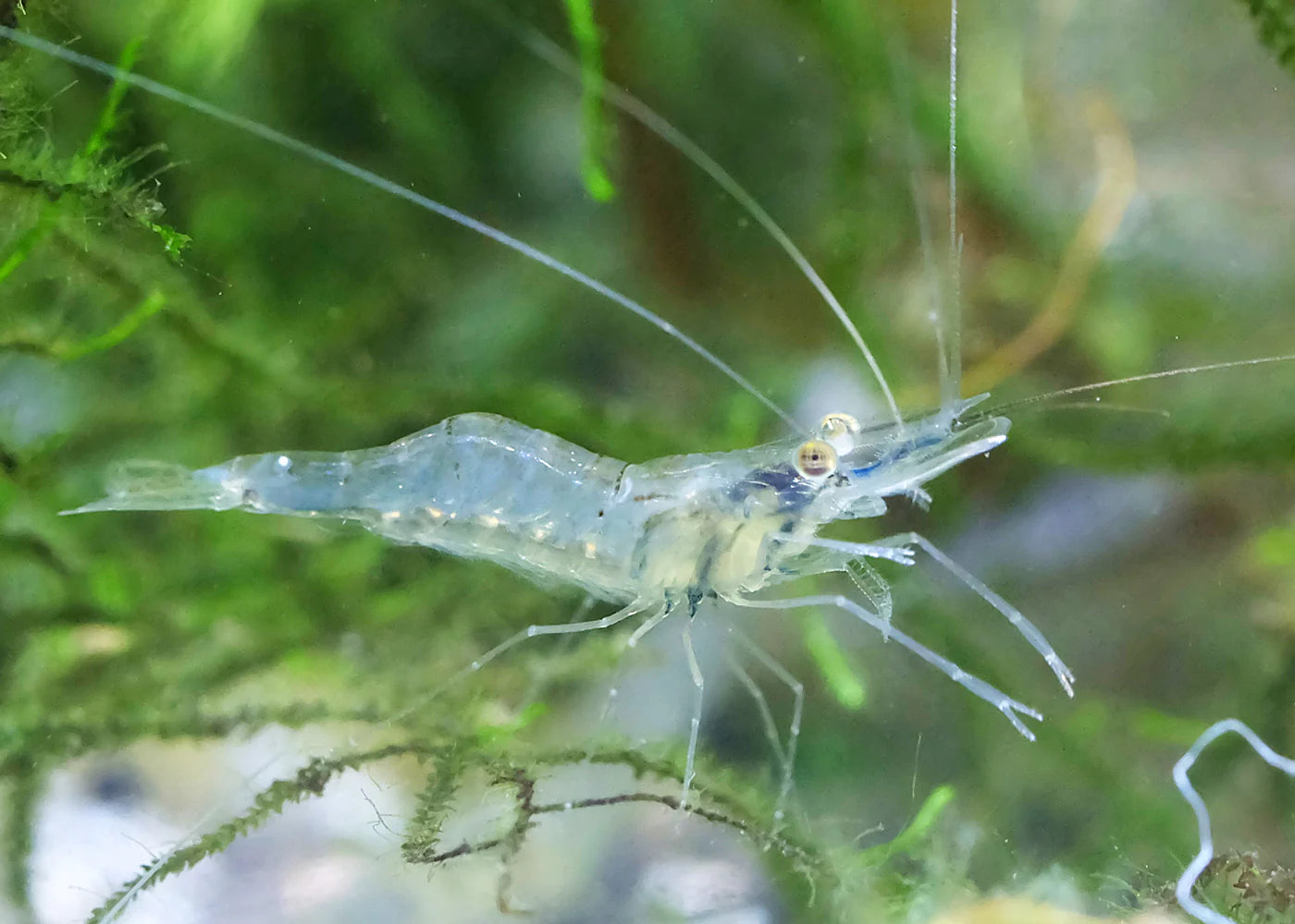 Ghost Shrimp