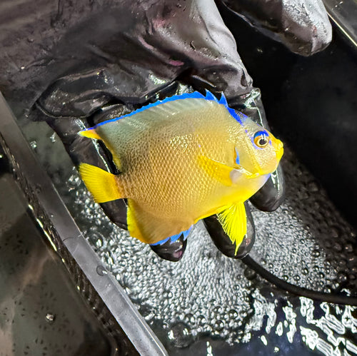 Blue Angel