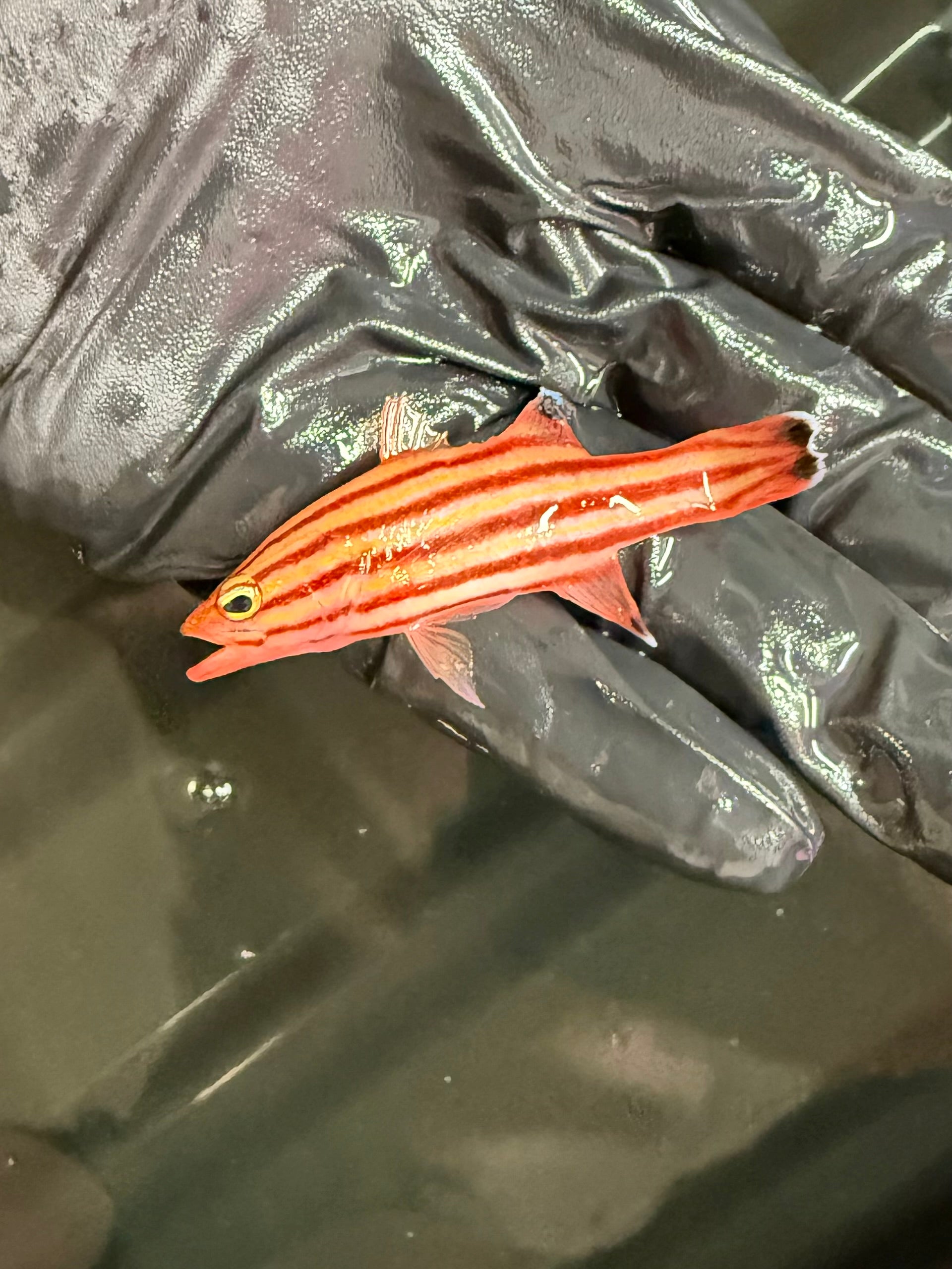 Swissguard Basslet