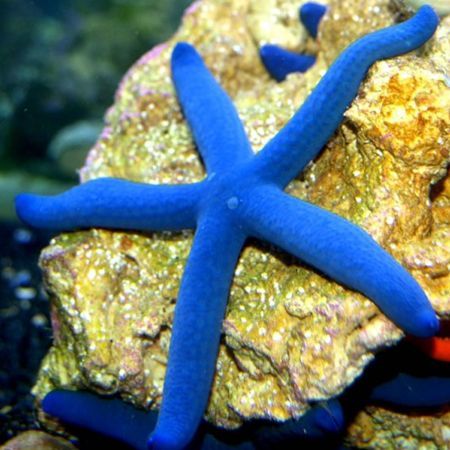 Blue Linckia Starfish