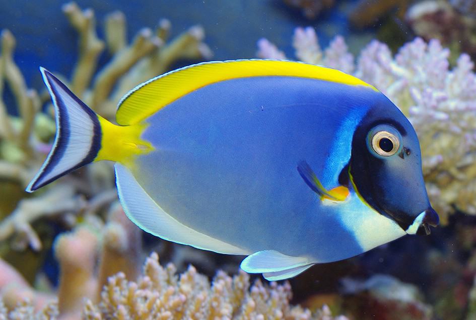 Powder blue tang