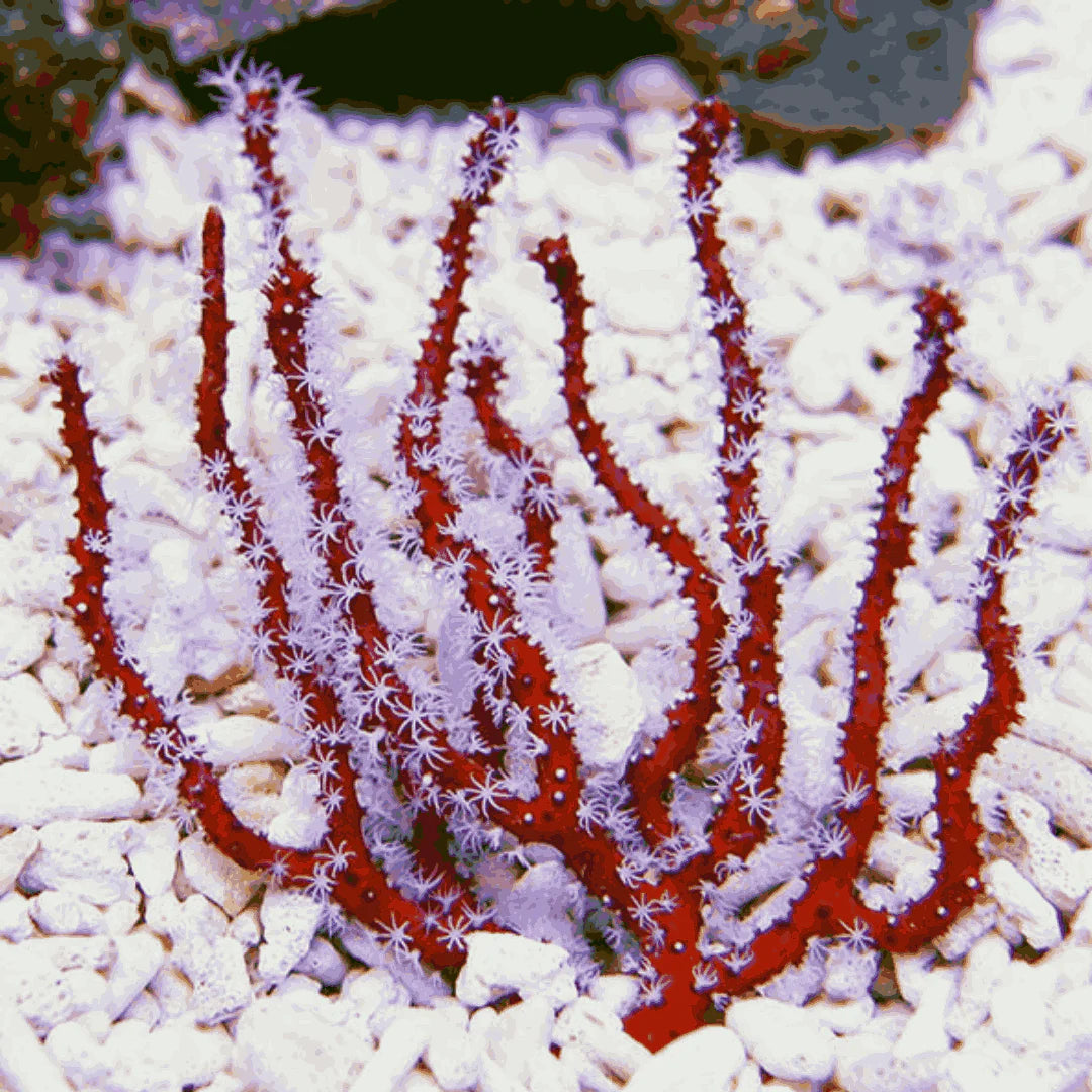 Yellow/ Red Finger Gorgonian