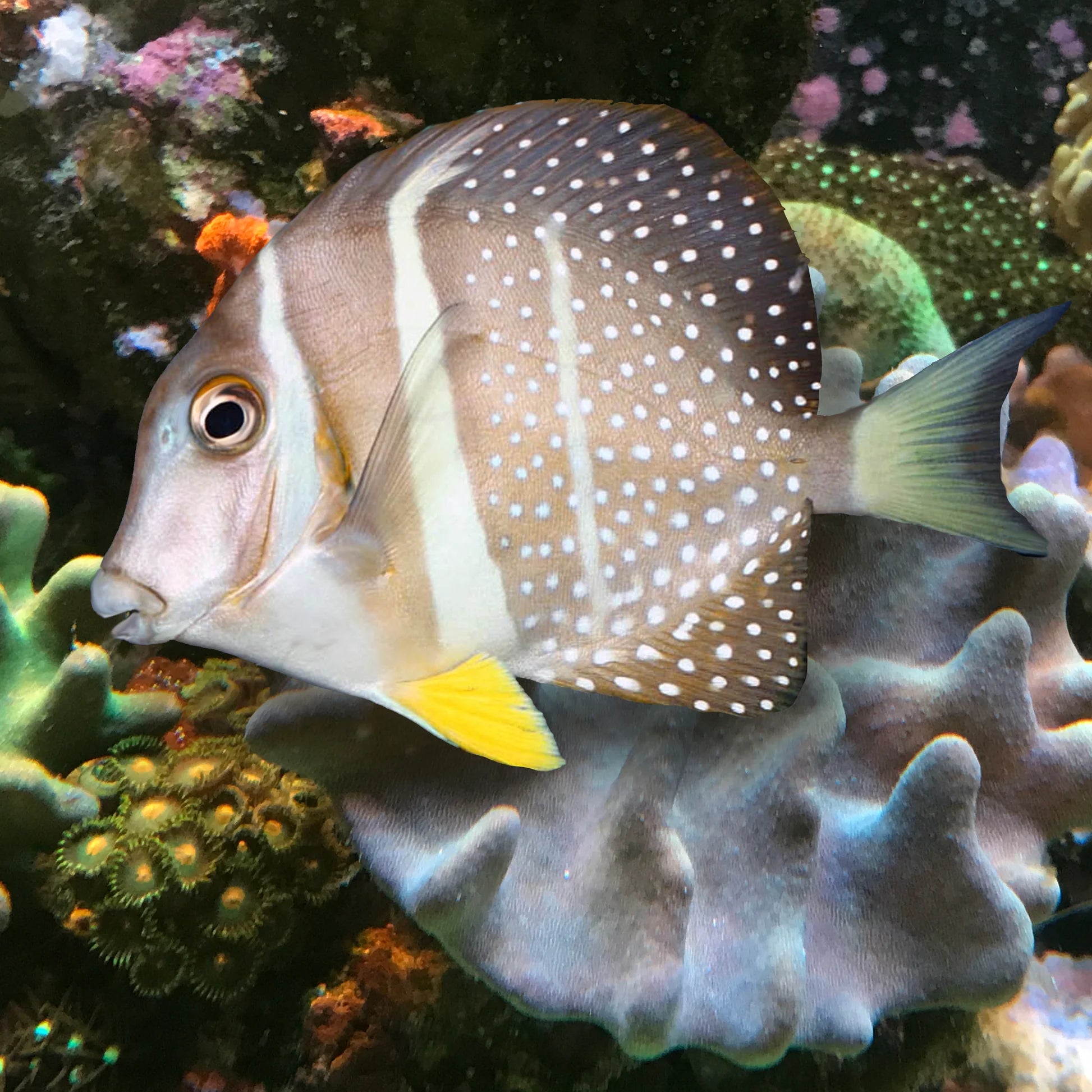 Jewel / Mustard Tang