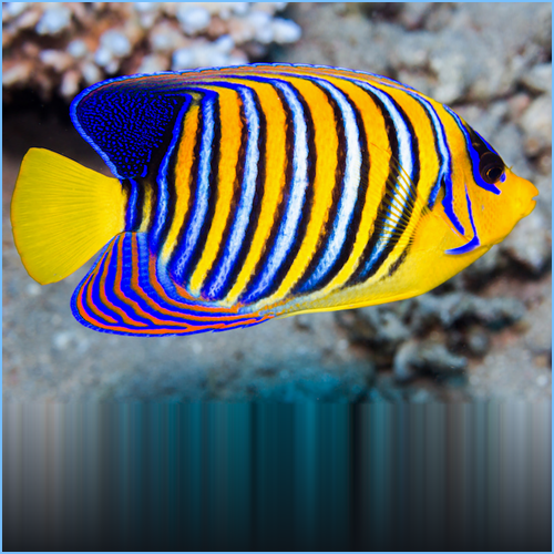 Regal Angelfish (juv.)