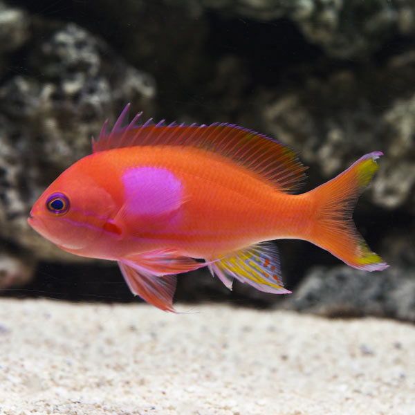 Squarespot Anthias (male)