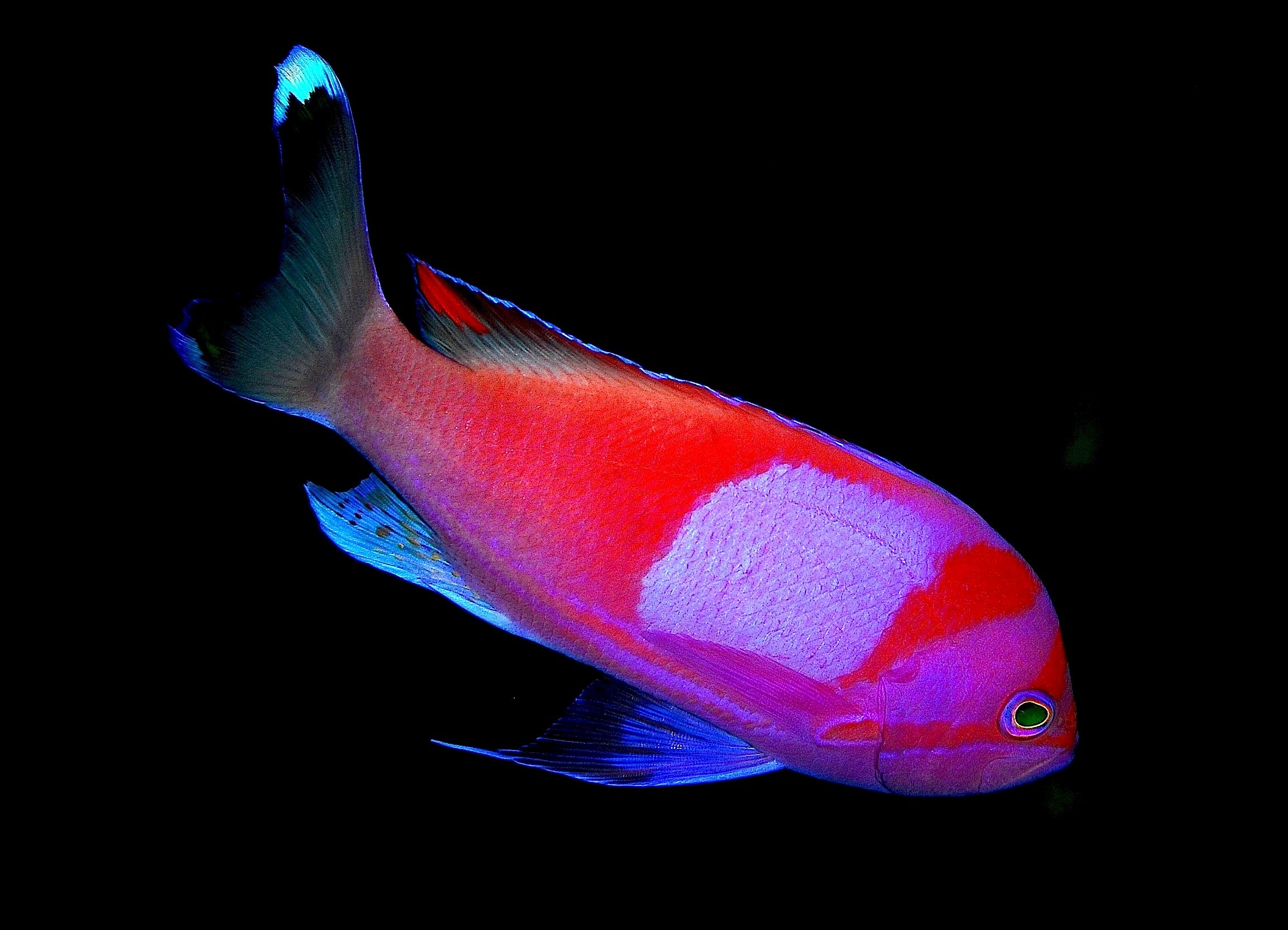 Squarespot Anthias (male)