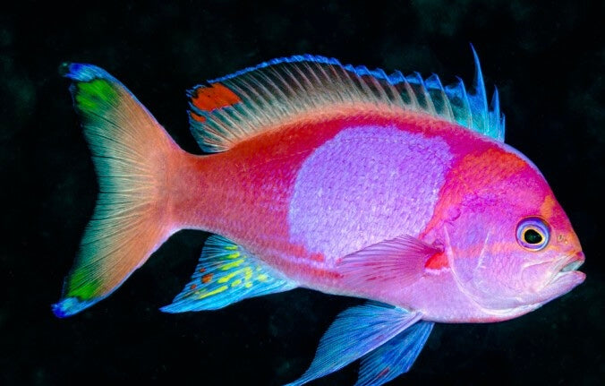 Squarespot Anthias (male)