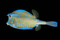 Scrawled Cowfish