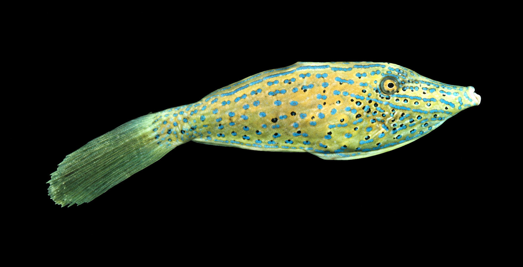 Blue Scrawled Filefish