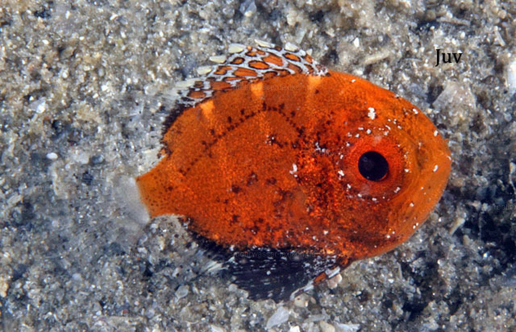 Short Bigeye