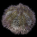 Pin Cushion Urchin