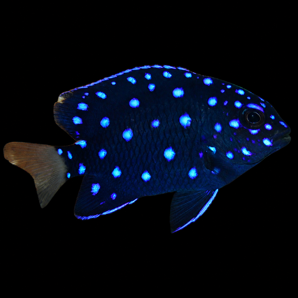 Jewel Damsel