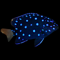 Jewel Damsel