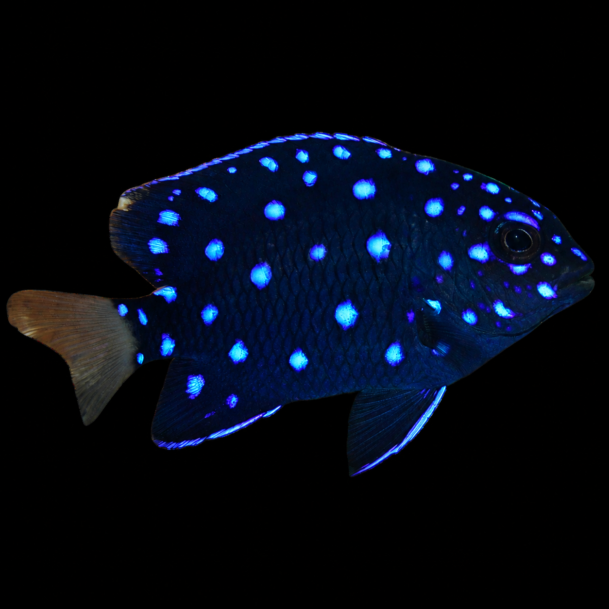 Jewel Damsel