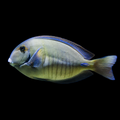 Atlantic Doctorfish