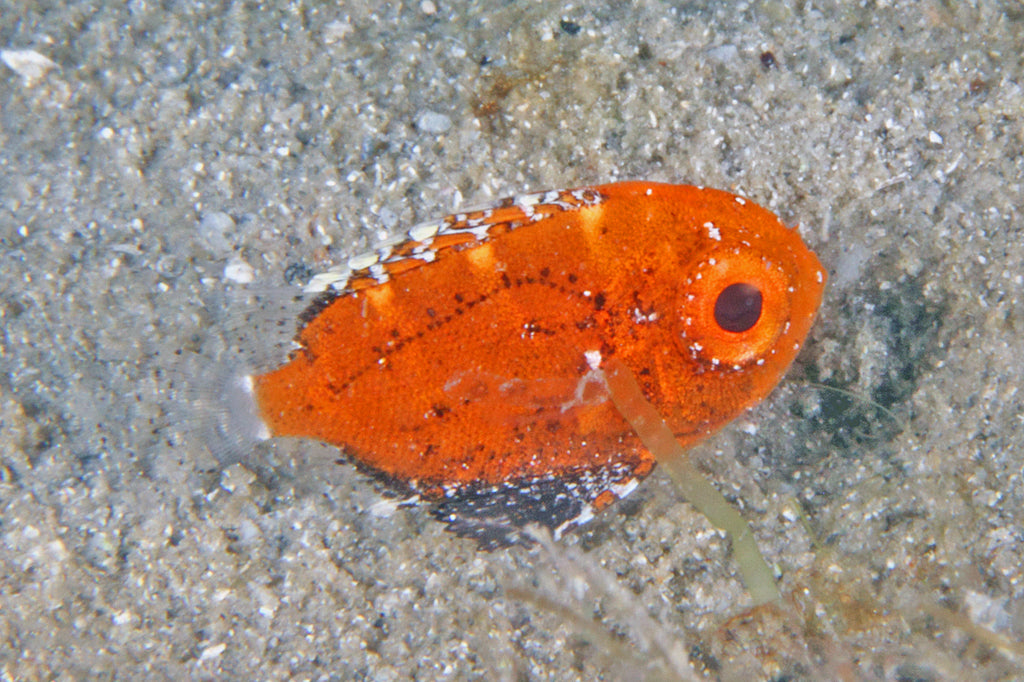 Short Bigeye