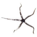 Brittle Starfish
