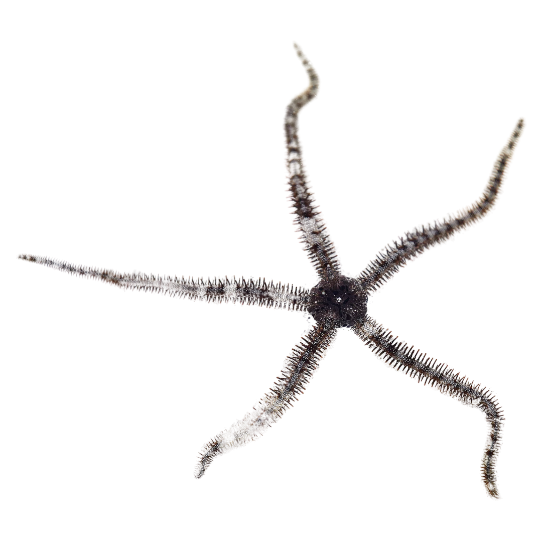 Brittle Starfish