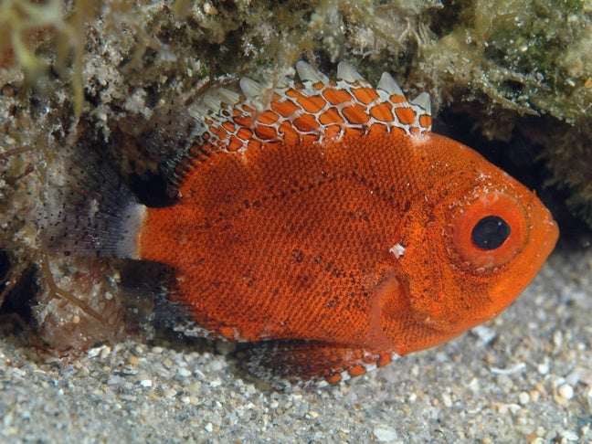 Short Bigeye