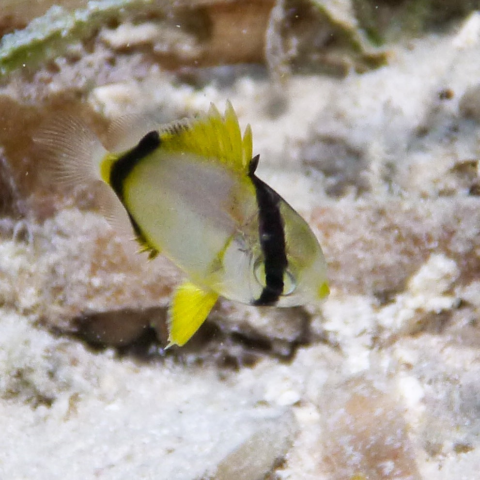 Spotfin Butterflyfish (juv.)