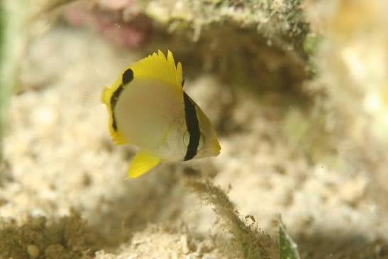 Spotfin Butterflyfish (juv.)