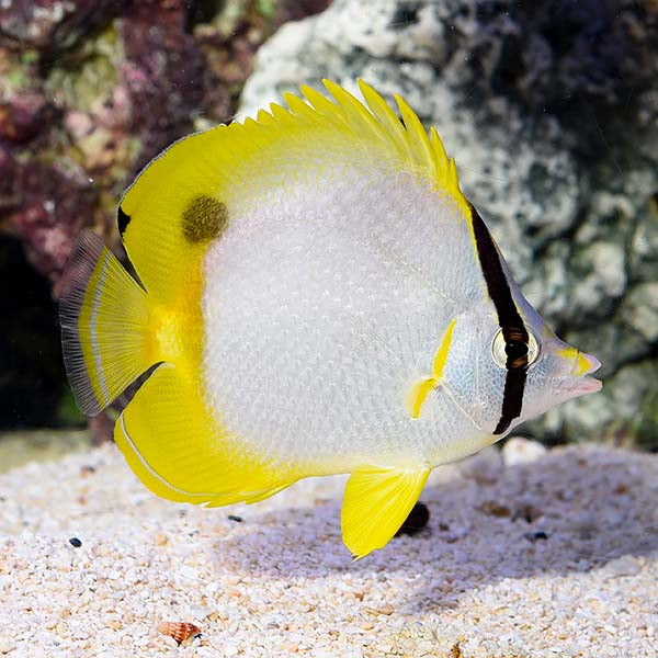 Spotfin Butterflyfish (juv.)