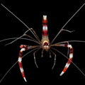 Coral banded Shrimp