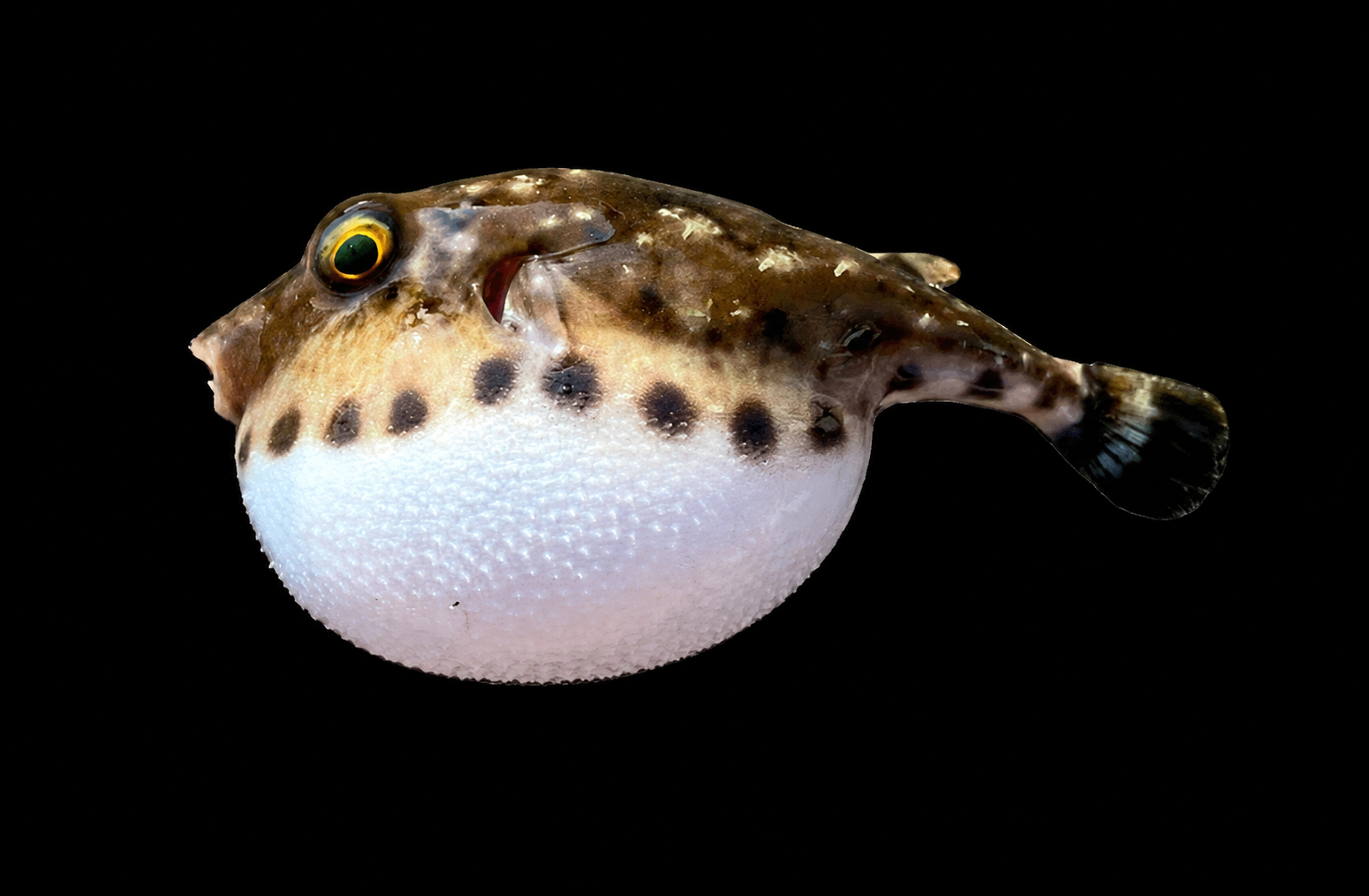 Bandtail puffer