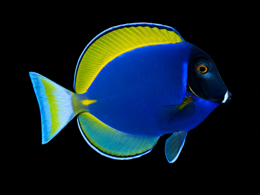 Hybrid Powder Blue Tang