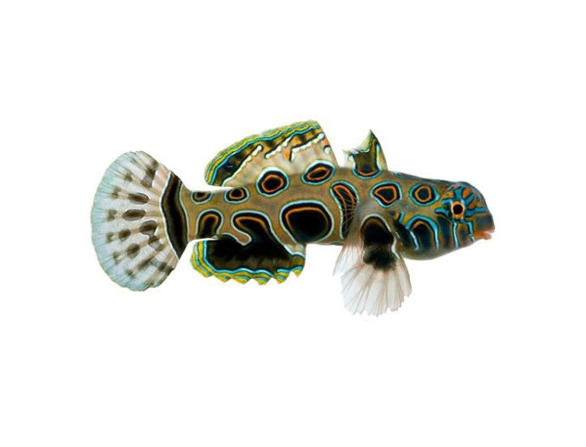 Spotted Mandarin Dragonet