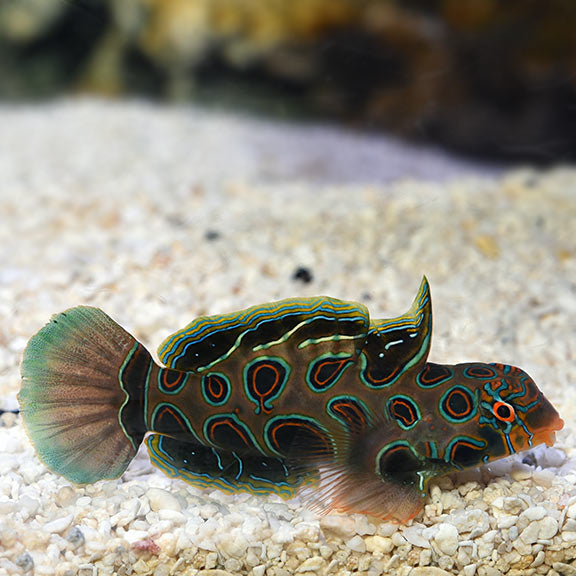 Spotted Mandarin Dragonet