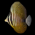 Desjardinii Sailfin Tang