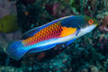Blueside wrasse