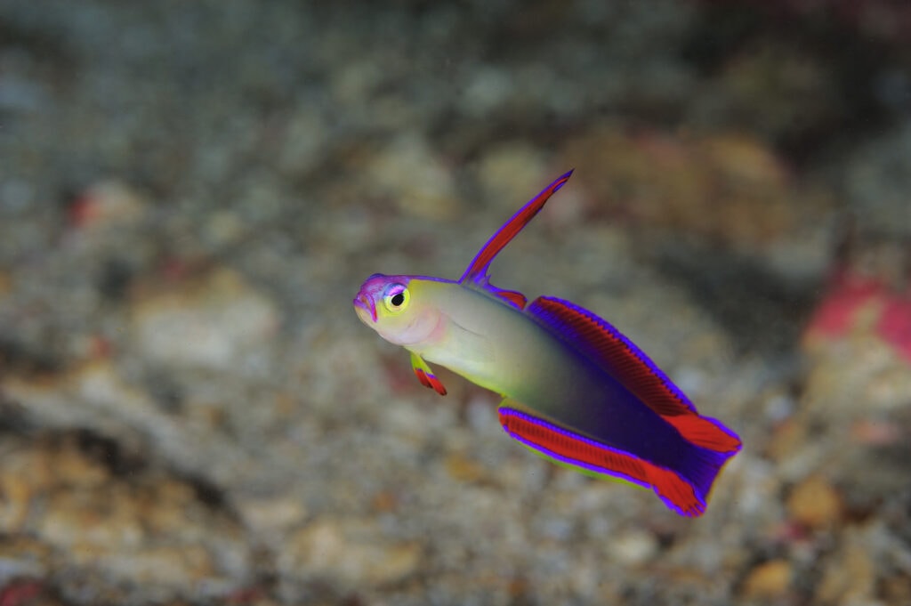 Purple firefish