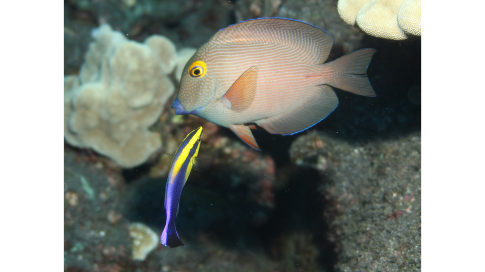 Golden head cleaner wrasse