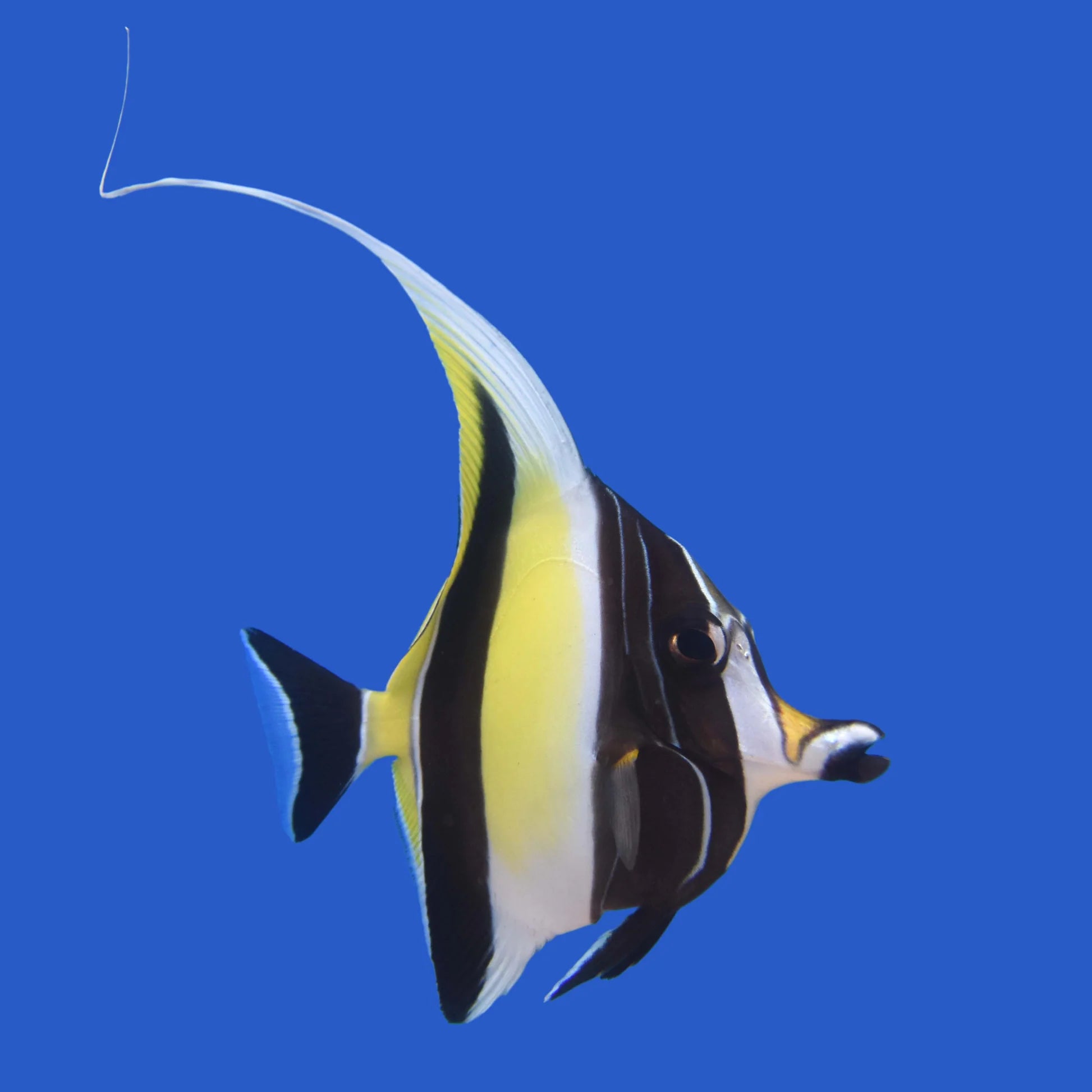 Moorish idol