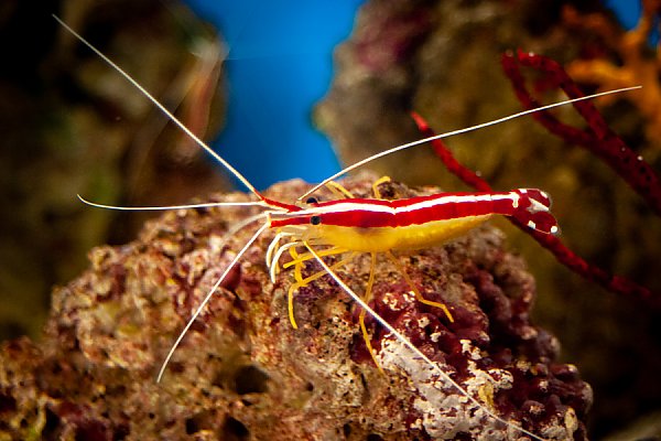 Skunk cleaner shrimp
