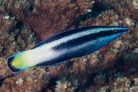 Bicolor cleaner wrasse