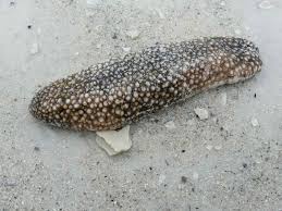 Sea Cucumber