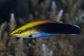 Golden head cleaner wrasse
