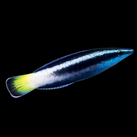 Bicolor cleaner wrasse