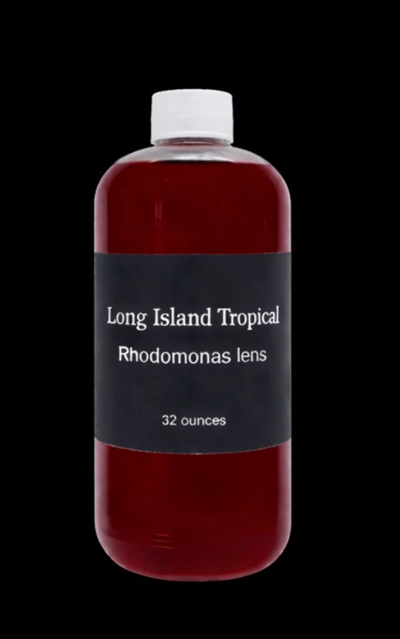 Rhodomonas lens