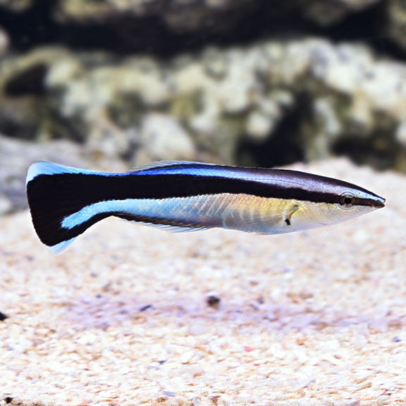 Bluestreak cleaner wrasse