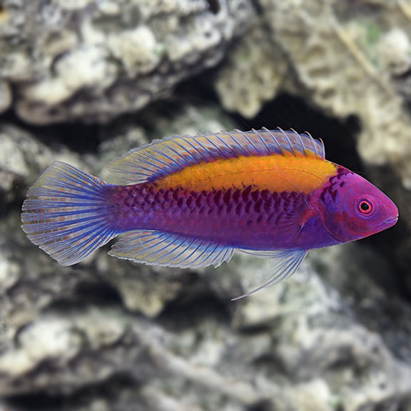 Orangeback fairy-wrasse