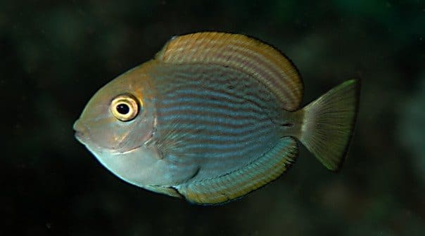 Mata Tang