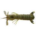 Mantis Shrimp